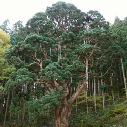 Cedro japons